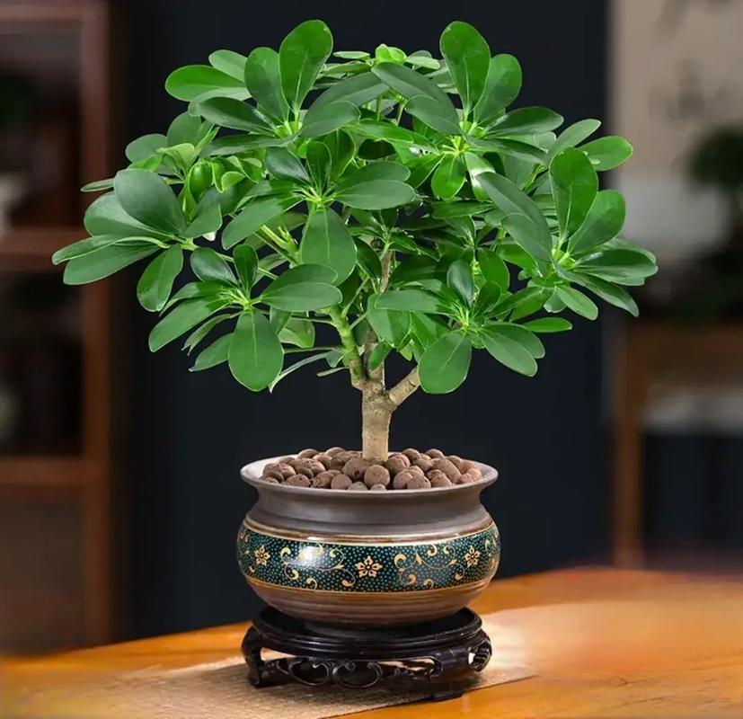窗台种什么花最旺风水(窗台种什么植物最旺风水) 窗台种什么花最旺风水(窗台种什么植物最旺风水)