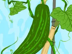 梦见我摘丝瓜佛涛算命(梦见自己摘丝瓜丝瓜老了)