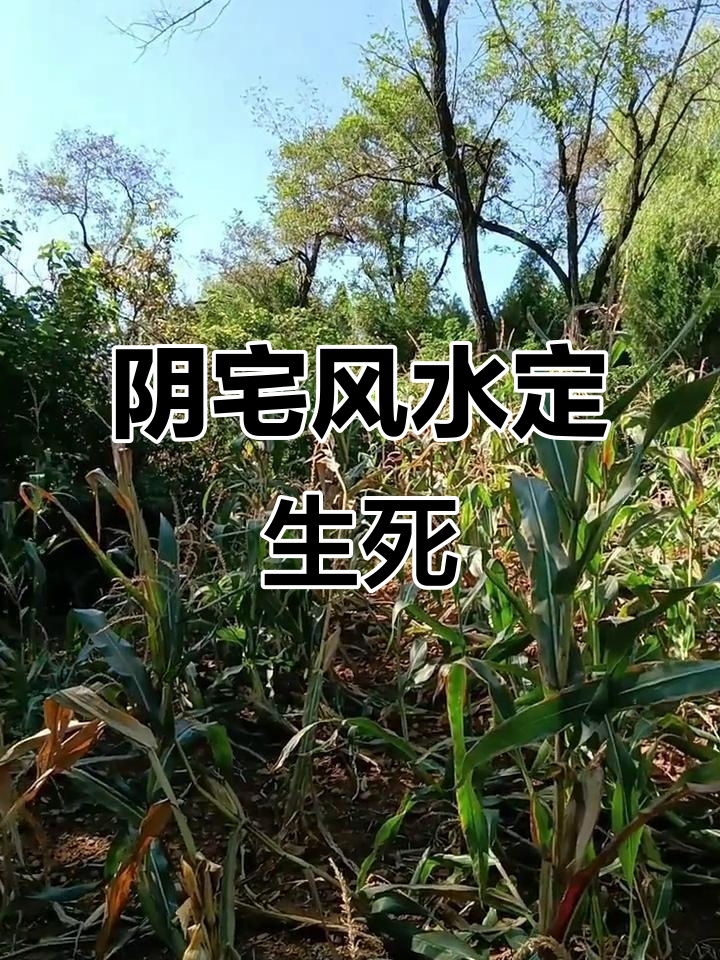 风水大师讲风水阴宅(风水大师讲风水阴宅视频)