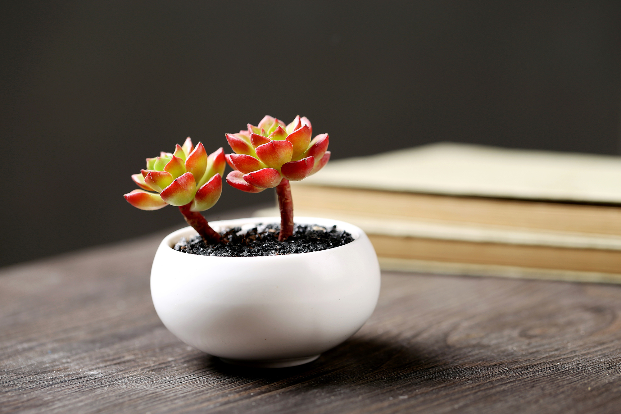 窗户种什么植物好(窗户前面种什么果树好) 窗户种什么植物好(窗户前面种什么果树好)