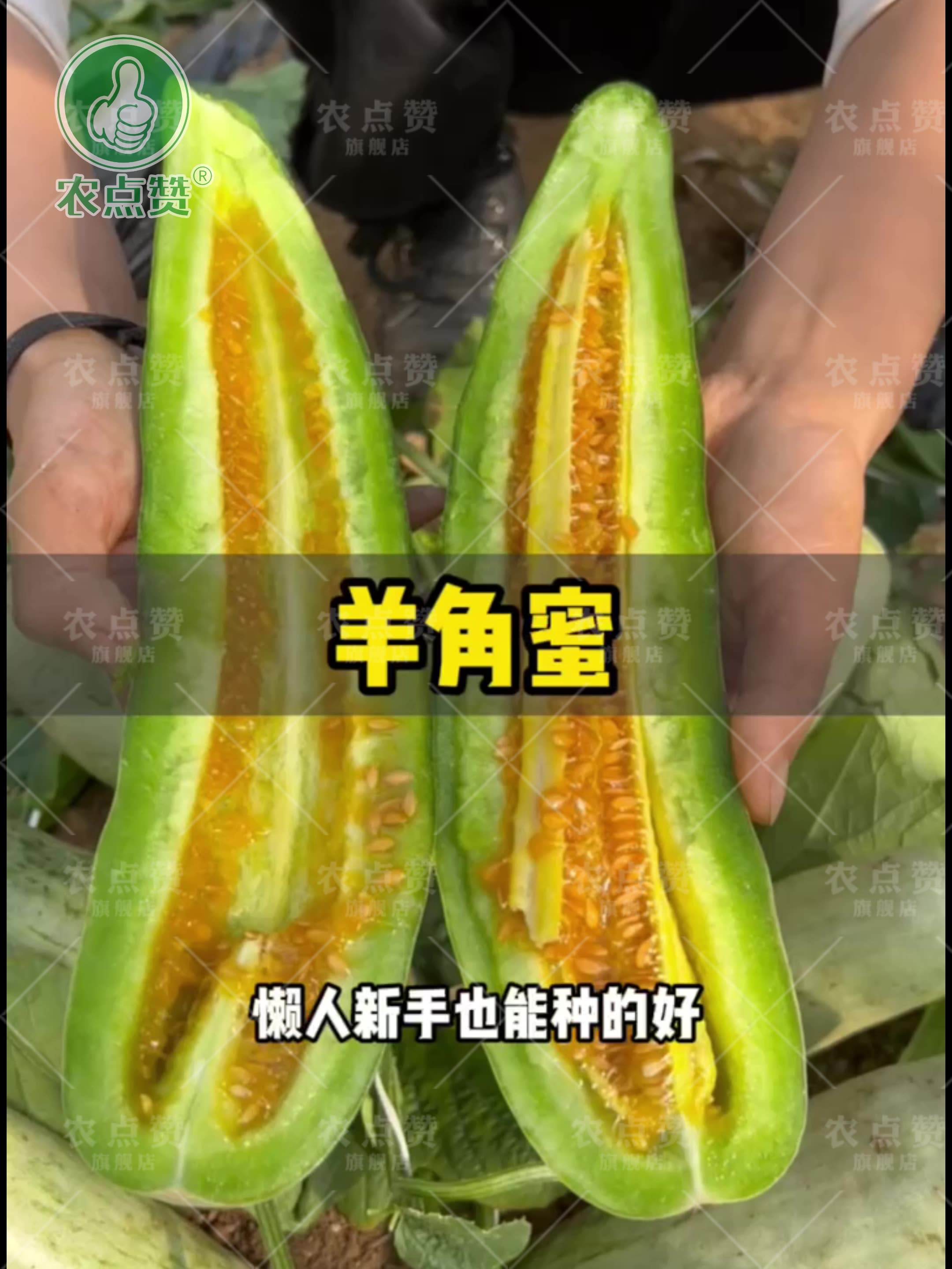 窗台种植适合什么瓜果(适合窗台种的无花果品种)