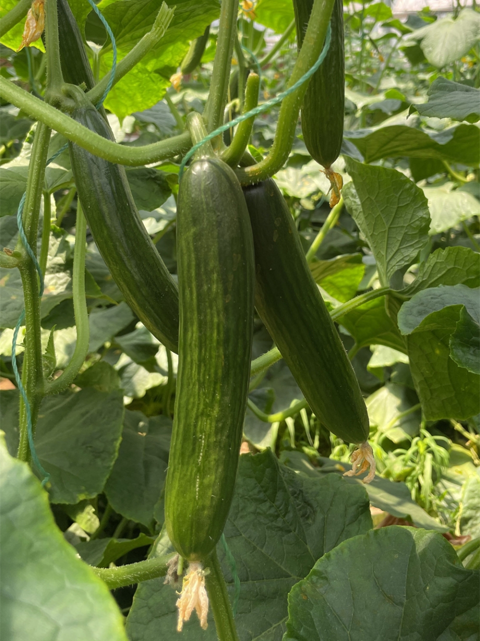 窗台种植适合什么瓜果(适合窗台种的无花果品种) 窗台种植适合什么瓜果(适合窗台种的无花果品种)
