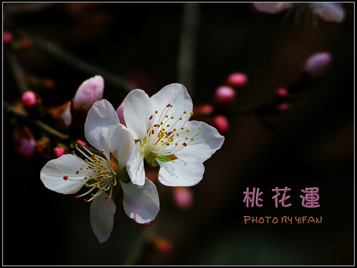 姓名免费测桃花(姓名桃花运测几朵桃花)