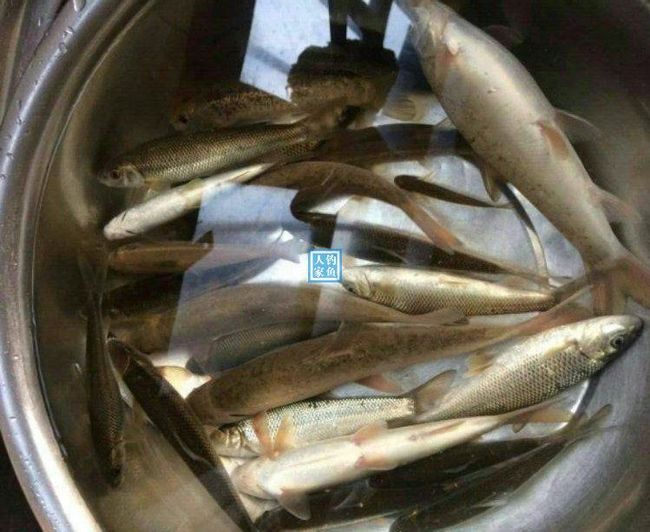 钓苦花鱼最简单三个绝招视频(钓苦花鱼最简单三个绝招视频教程) 钓苦花鱼最简单三个绝招视频(钓苦花鱼最简单三个绝招视频教程)