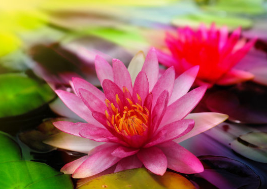 测试桃花会带来横财吗(测试这个桃花能带给我什么)