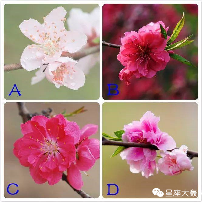 测今年桃花运(测我最近的桃花运)