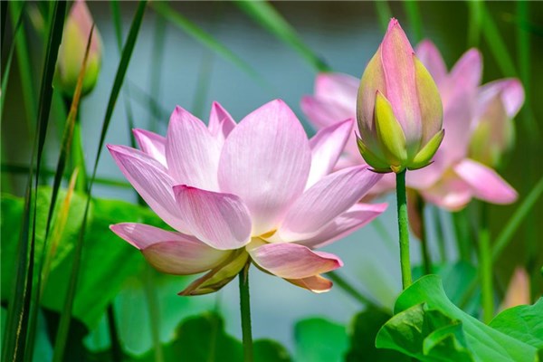周公解梦大全免费解梦梦见掉牙(周公解梦大全查询梦见掉牙是怎么回事)