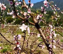 桃花运免费查询入口(八字免费查桃花运入口)