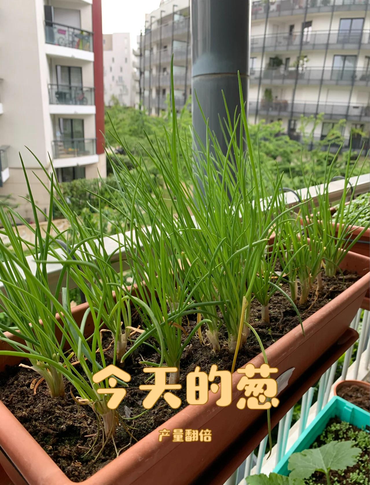 阳台种葱实用教程(阳台种葱的2种方法) 阳台种葱实用教程(阳台种葱的2种方法)