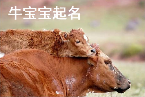 起名字2021免费八字起名的简单介绍