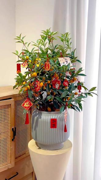 风水花摆放小技巧(风水花摆放小技巧和方法) 风水花摆放小技巧(风水花摆放小技巧和方法)