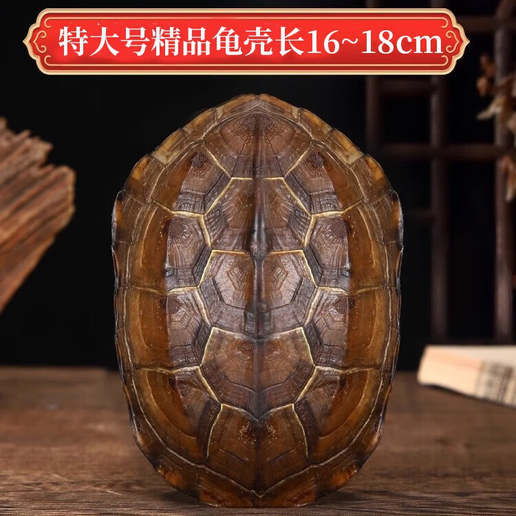 龟壳摇卦是谁摇(龟壳摇卦是谁摇到的)