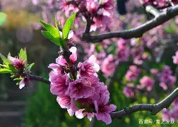 测试桃花知难而退了吗(测试2019你的正桃花)