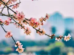 测试桃花知难而退了吗(测试2019你的正桃花)