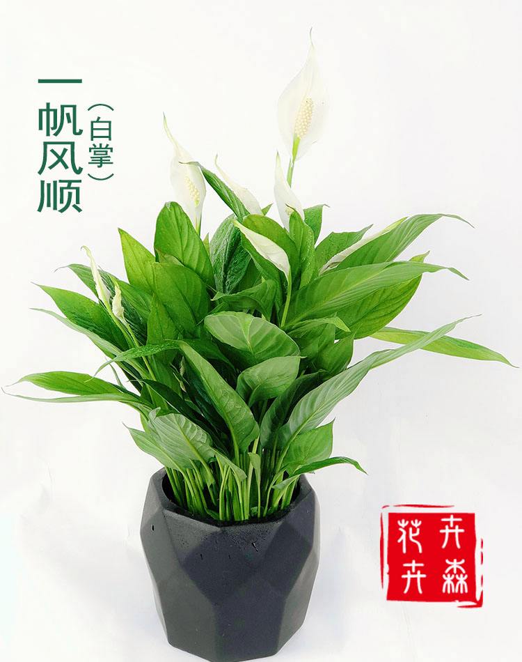 窗台养什么花好风水(窗台养什么花好风水呢) 窗台养什么花好风水(窗台养什么花好风水呢)