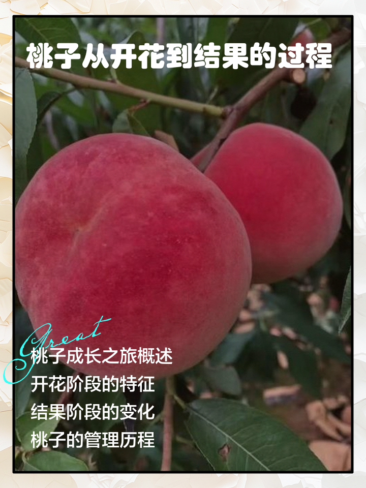 一亩桃树能产多少桃胶合适的果实(一亩桃树能产多少桃胶合适呢图片视频教程) 一亩桃树能产多少桃胶合适的果实(一亩桃树能产多少桃胶合适呢图片视频教程)