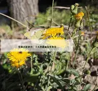 卜易居官方网站(卜易居免费算八字)