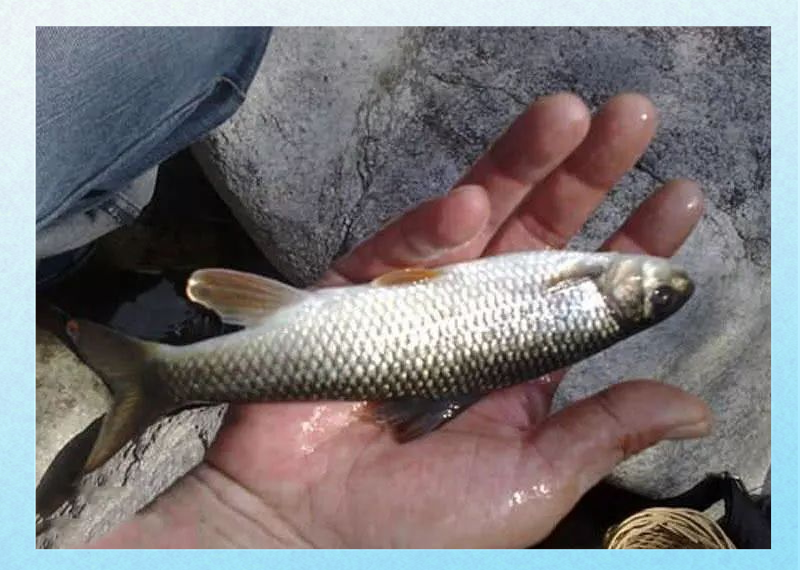 怎样钓苦花鱼最好(苦花鱼用什么钓最好用)