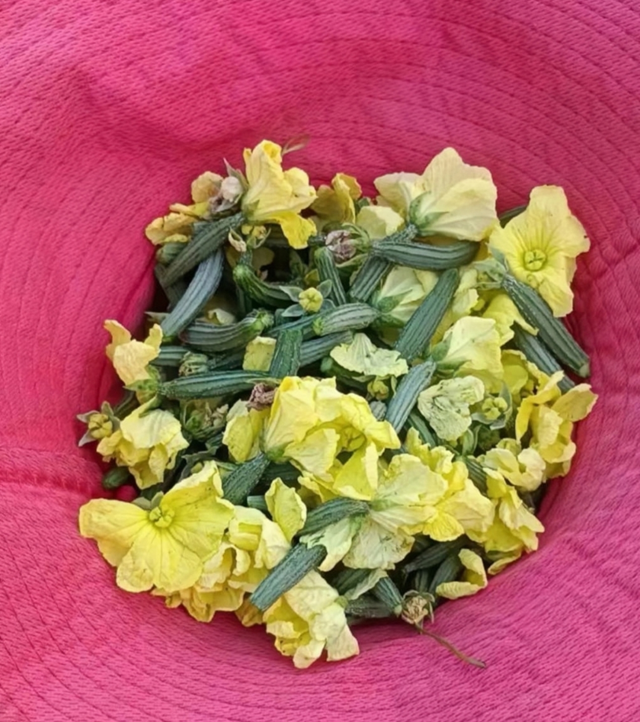梦见摘丝瓜的预兆是什么(女人梦见摘丝瓜的含义)