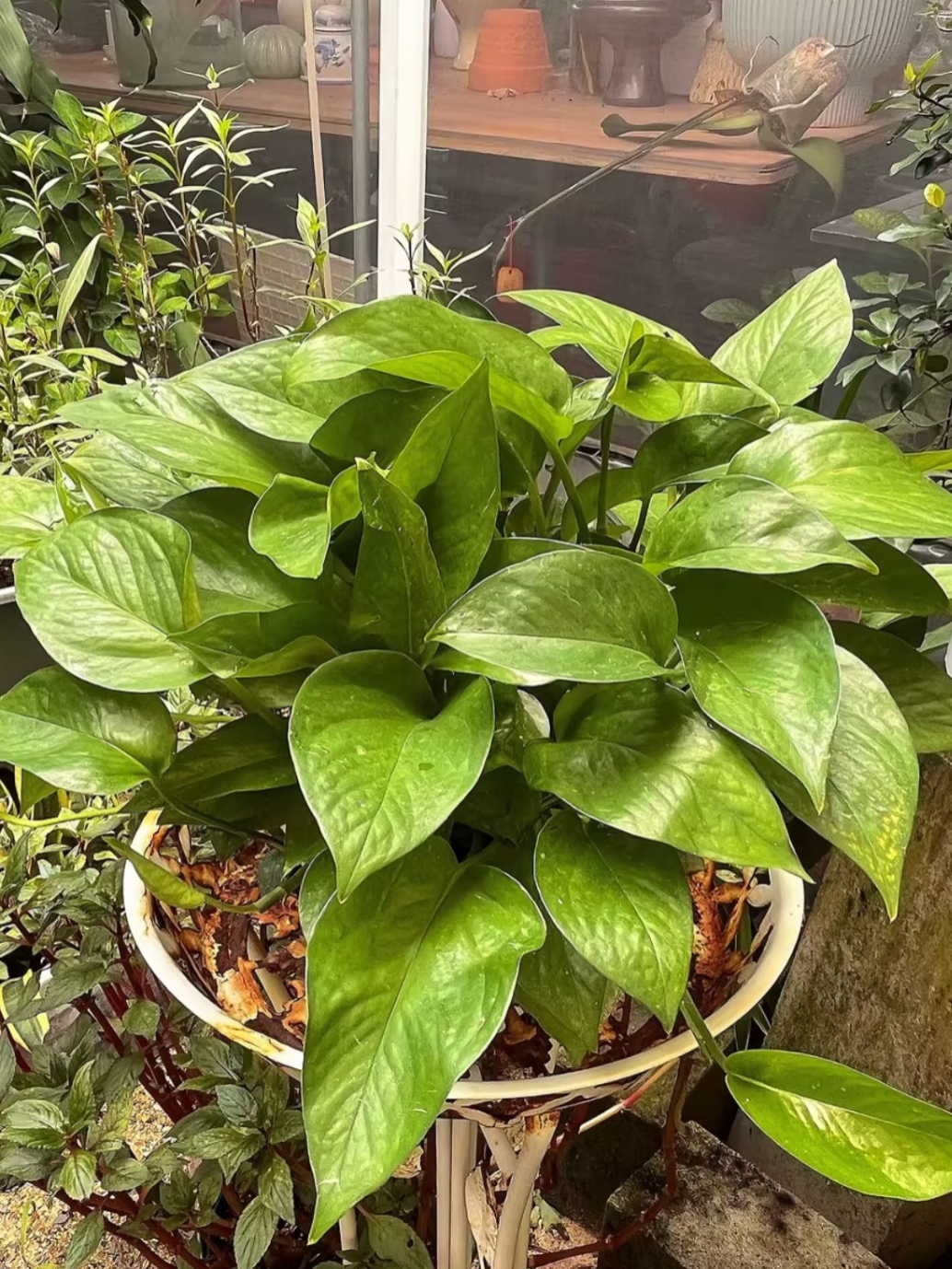 窗台放什么植物好(窗台放什么花风水好)