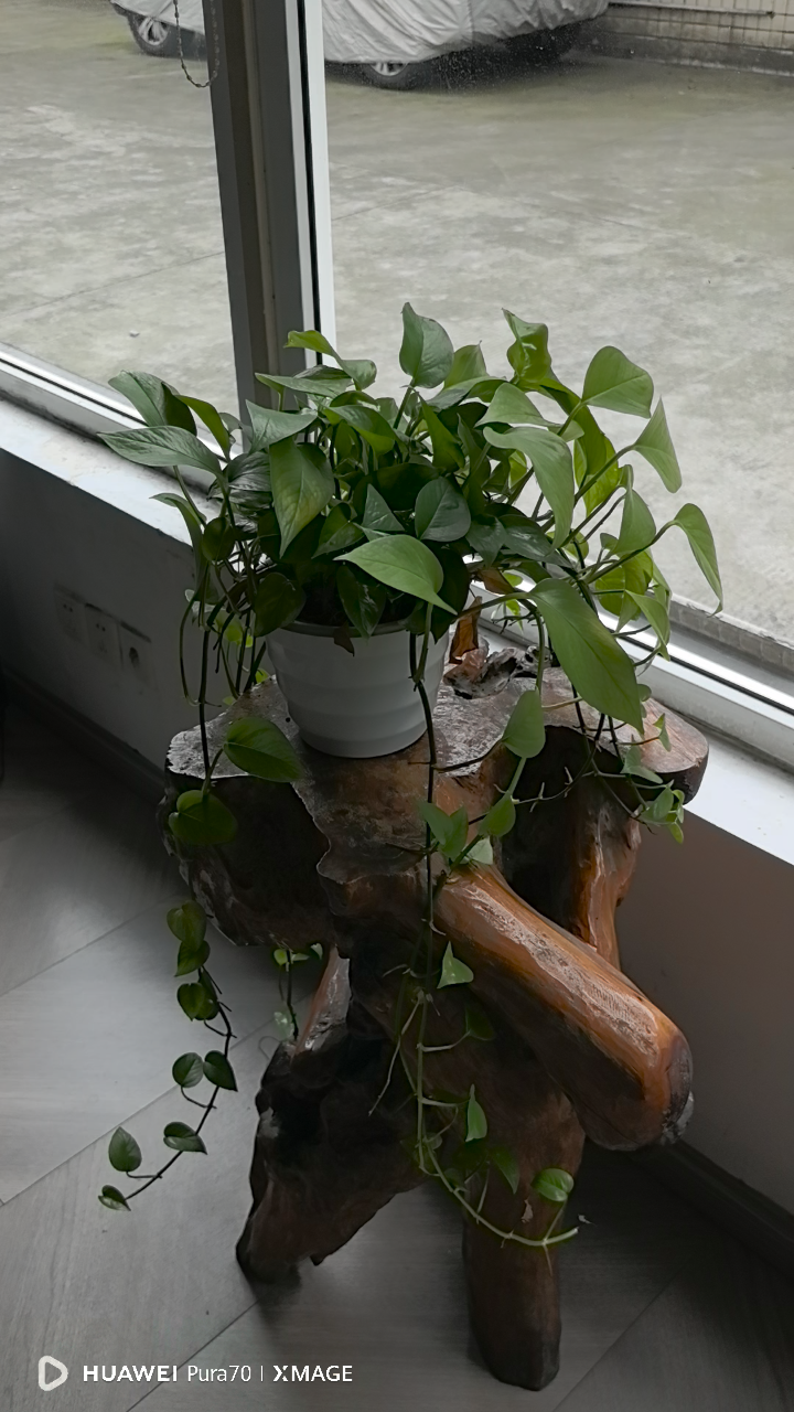 窗台放什么植物好(窗台放什么花风水好) 窗台放什么植物好(窗台放什么花风水好)