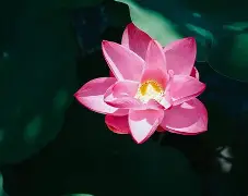 来玩花瓣占卜怎么玩(花瓣占卜一般用什么花) 来玩花瓣占卜怎么玩(花瓣占卜一般用什么花)
