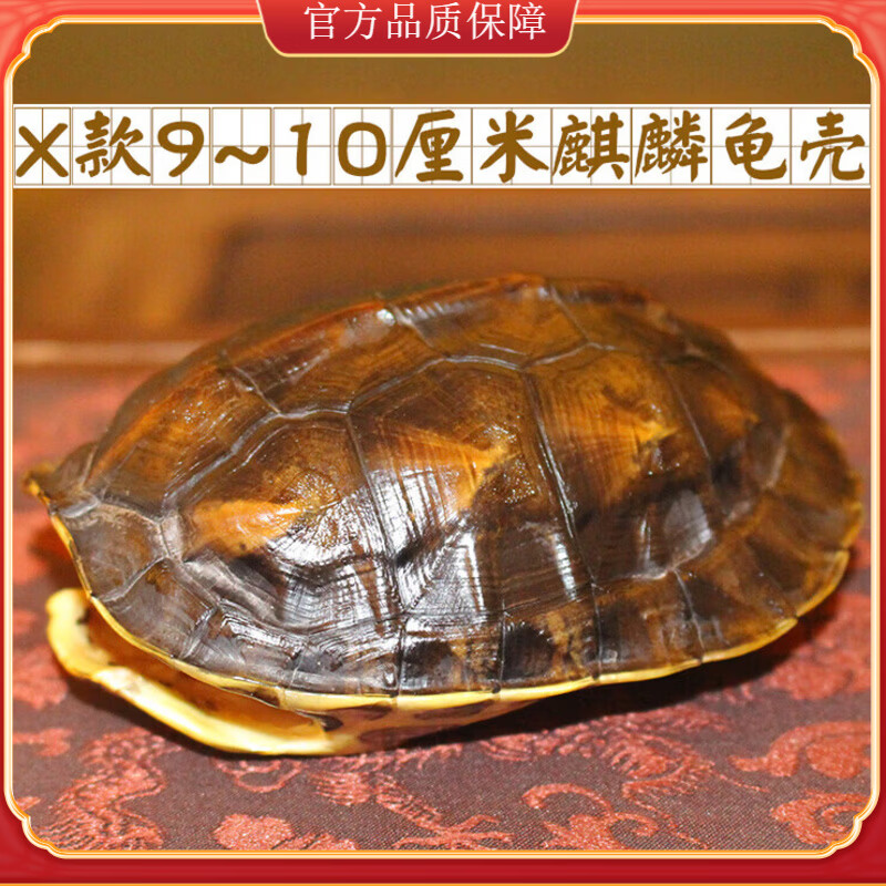 一事一占卜龟甲(龟甲占卜每日一占免费) 一事一占卜龟甲(龟甲占卜每日一占免费)