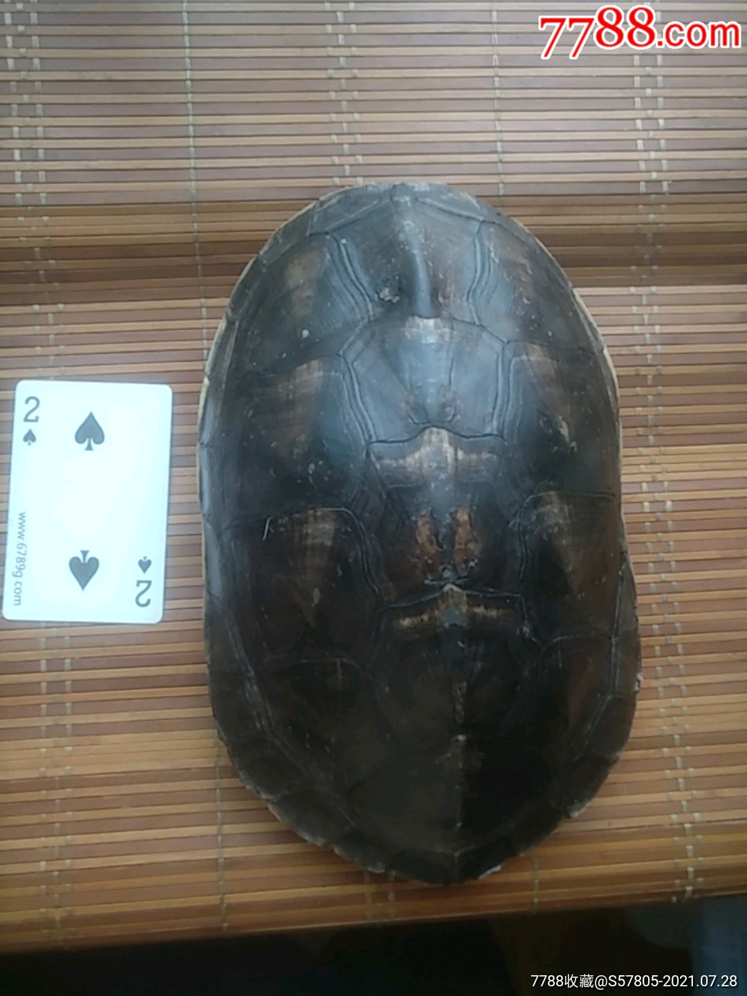龟壳摇卦免费手机版下载(龟壳摇卦免费每日一卦怎么开) 龟壳摇卦免费手机版下载(龟壳摇卦免费每日一卦怎么开)