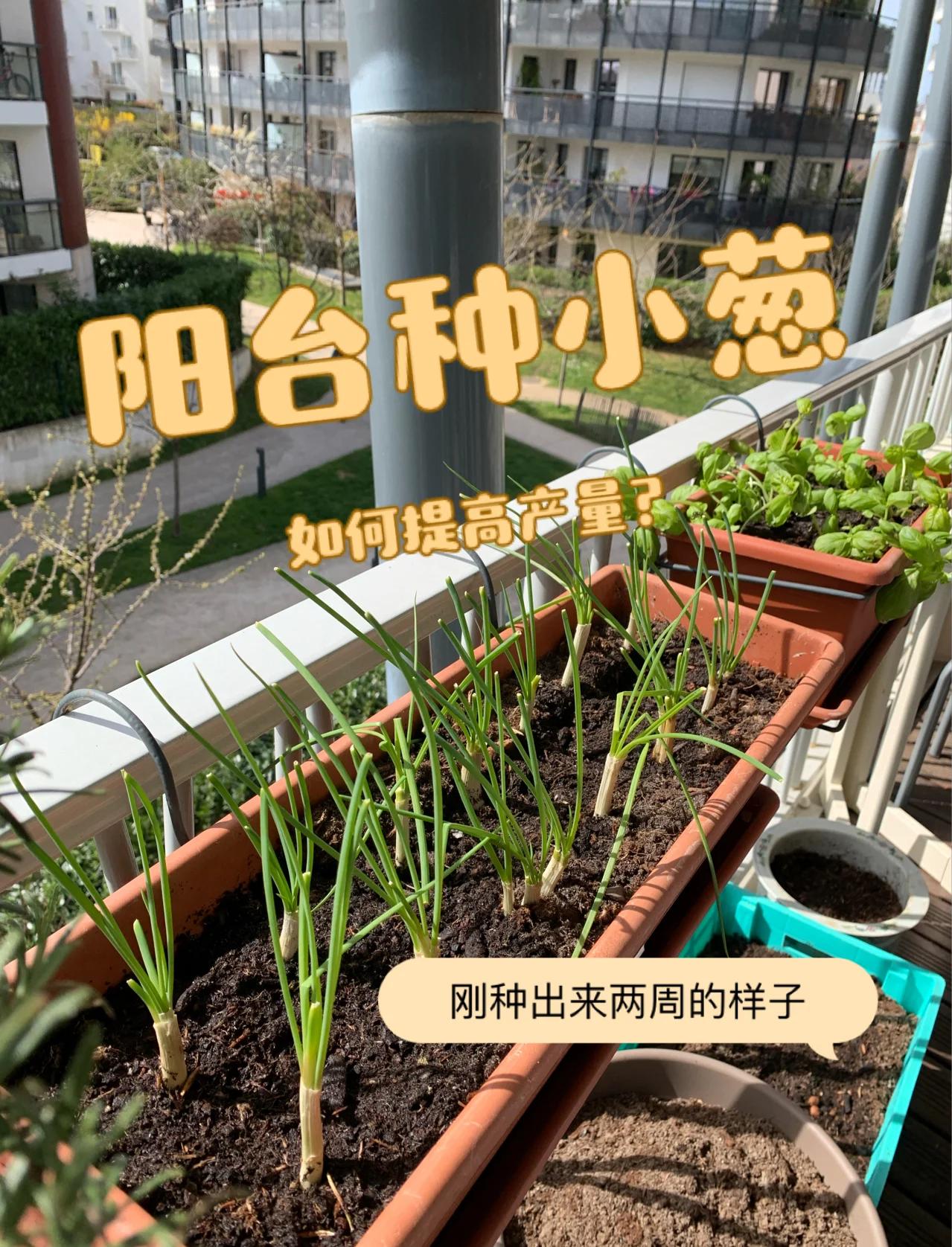 阳台上种葱要怎么样才能活(阳台上怎么种葱好看又好养) 阳台上种葱要怎么样才能活(阳台上怎么种葱好看又好养)