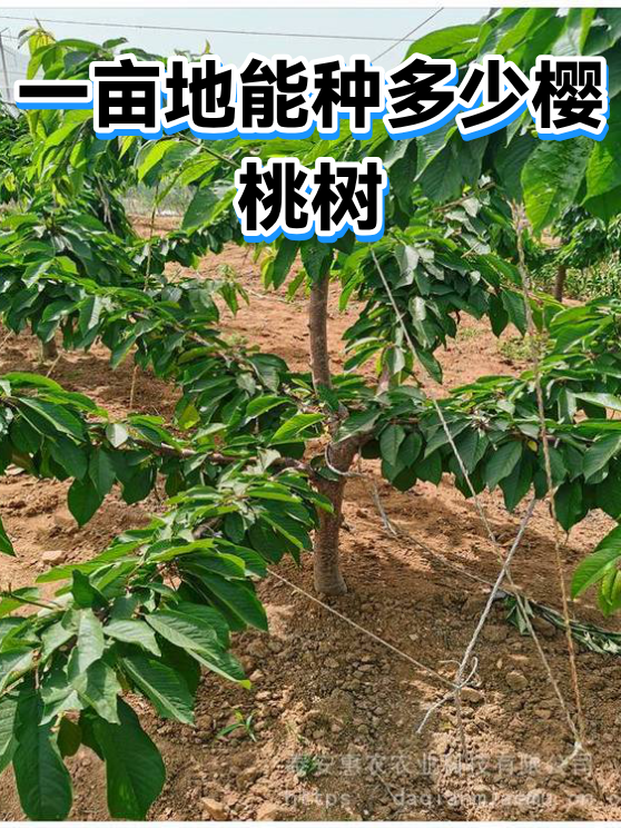 1亩地桃树能产多少果子(1亩桃树能产多少斤果子和果子苗)