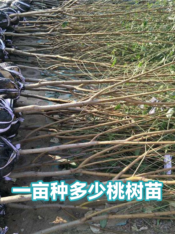 1亩地桃树能产多少果子(1亩桃树能产多少斤果子和果子苗) 1亩地桃树能产多少果子(1亩桃树能产多少斤果子和果子苗)