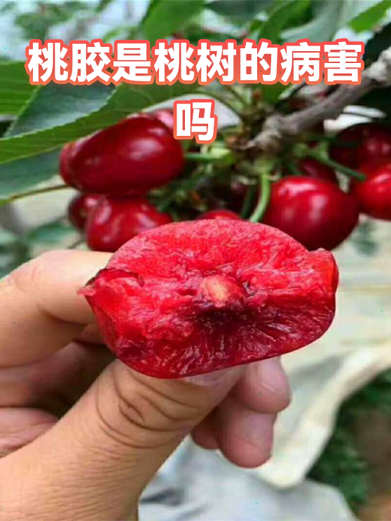 一亩桃树能产多少桃胶果实呢图片(一亩桃树能产多少桃胶合适呢图片视频讲解)