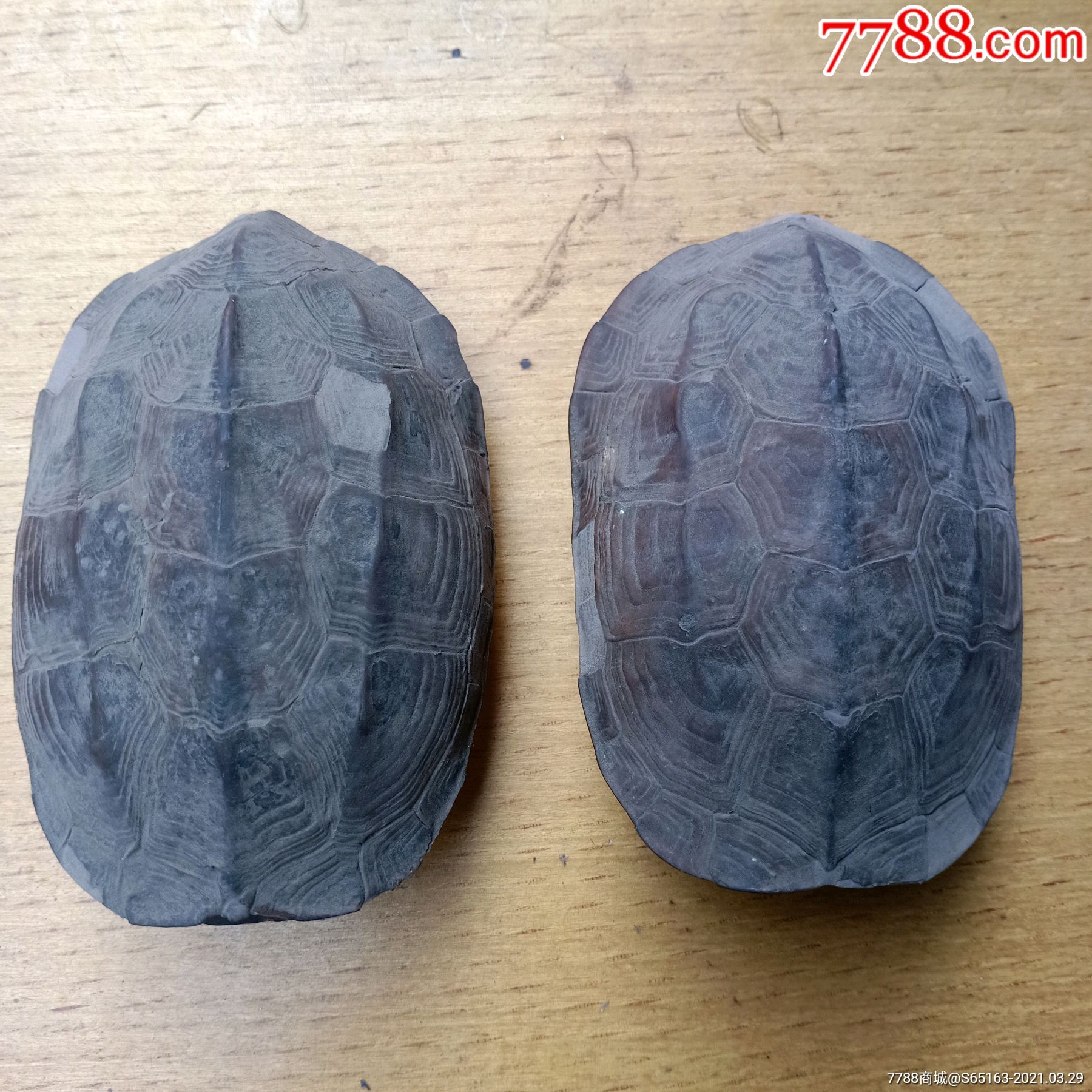 龟壳摇卦免费下载(龟壳摇卦免费下载安装) 龟壳摇卦免费下载(龟壳摇卦免费下载安装)
