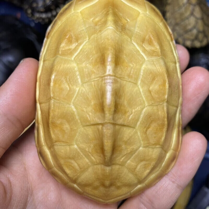 六爻龟壳讲究(六爻龟壳算命步骤) 六爻龟壳讲究(六爻龟壳算命步骤)