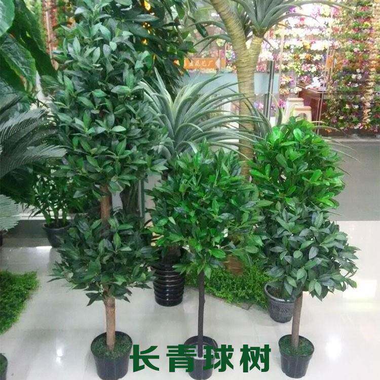 窗户下种什么树好(窗户下种什么树好呢) 窗户下种什么树好(窗户下种什么树好呢)