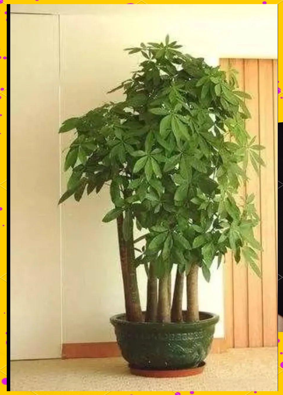 家门口摆放什么最吉利(左青龙是指进门还是出门)