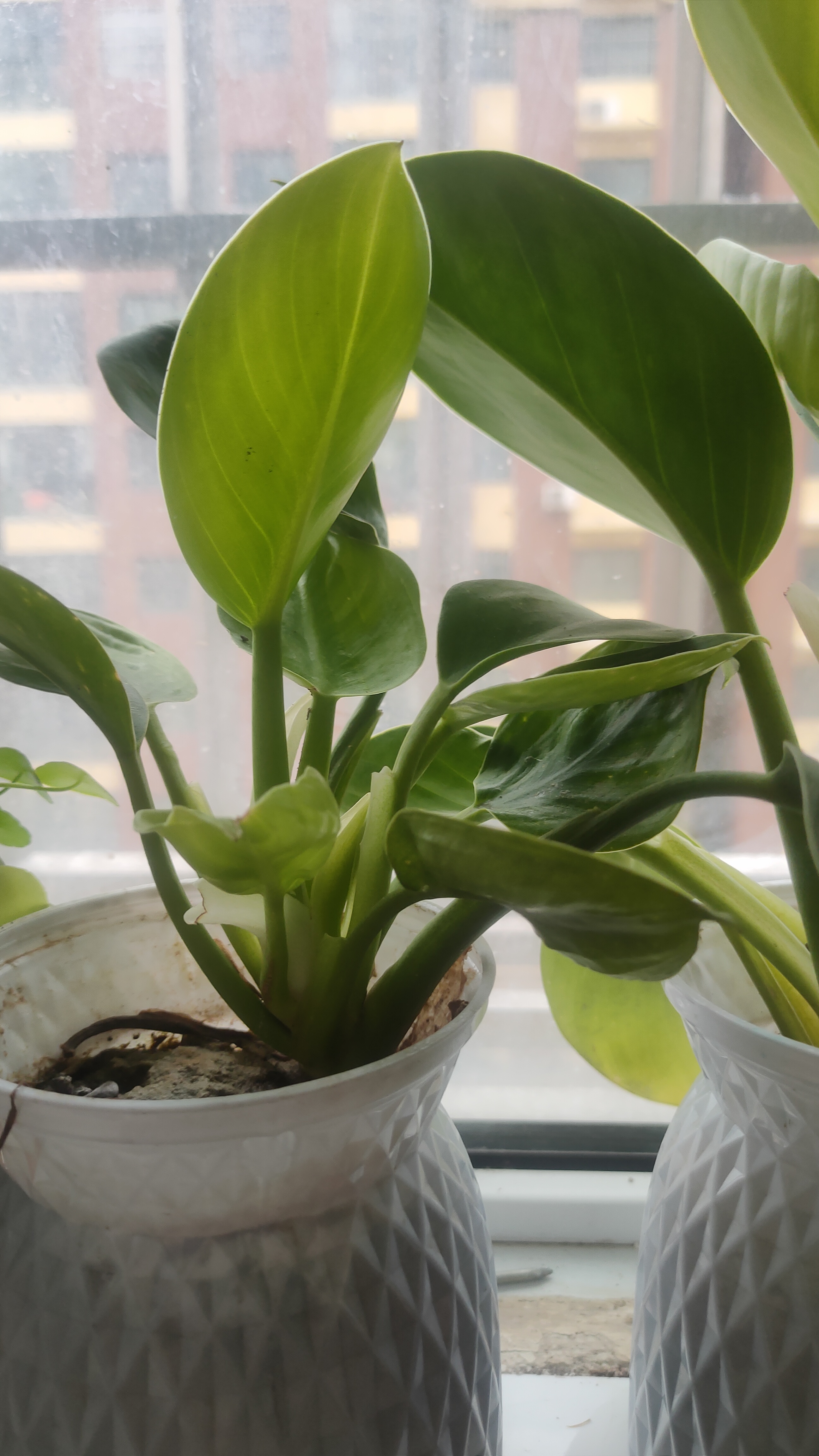 窗台种什么植物好(窗台外面种什么植物好) 窗台种什么植物好(窗台外面种什么植物好)