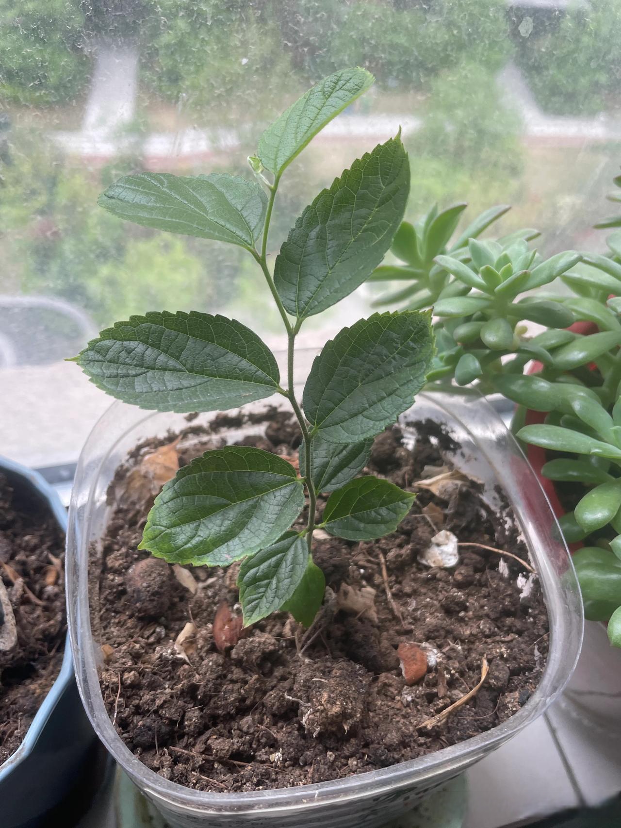 窗台种什么植物好(窗台外面种什么植物好) 窗台种什么植物好(窗台外面种什么植物好)