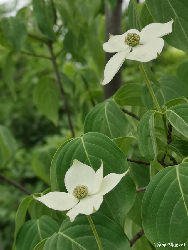 四照花种子发芽多久(四照花下山桩秋季发芽长叶正常吗) 四照花种子发芽多久(四照花下山桩秋季发芽长叶正常吗)