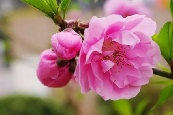 生辰八字怎么看桃花运(八字查桃花免费查询)