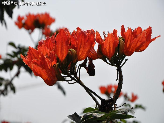 八字算命天天运势网(免费算个人姻缘何时到) 八字算命天天运势网(免费算个人姻缘何时到)