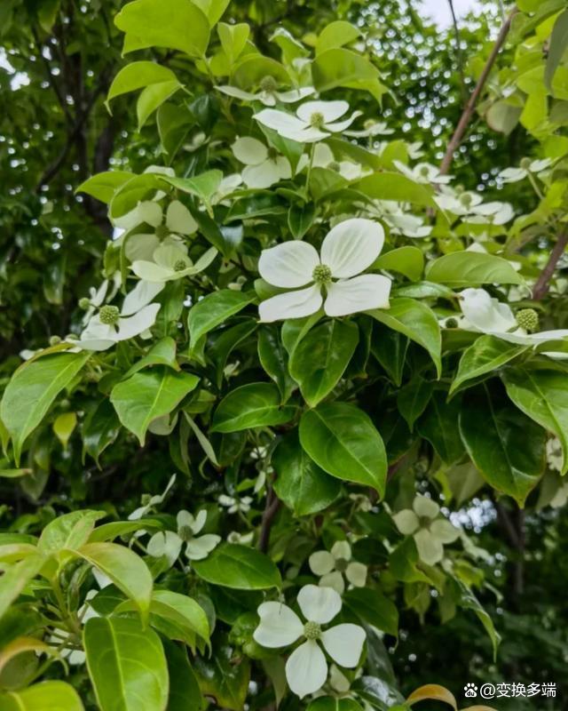 四照花长多高(四照花树苗多花木)