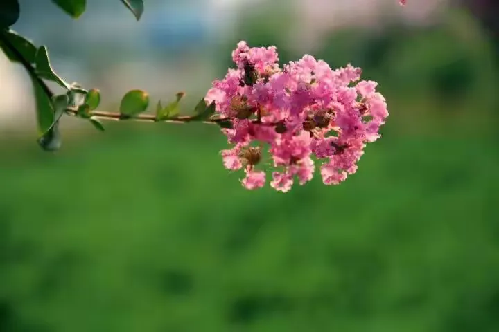 紫薇姓名免费测试(免费起名打分100分) 紫薇姓名免费测试(免费起名打分100分)