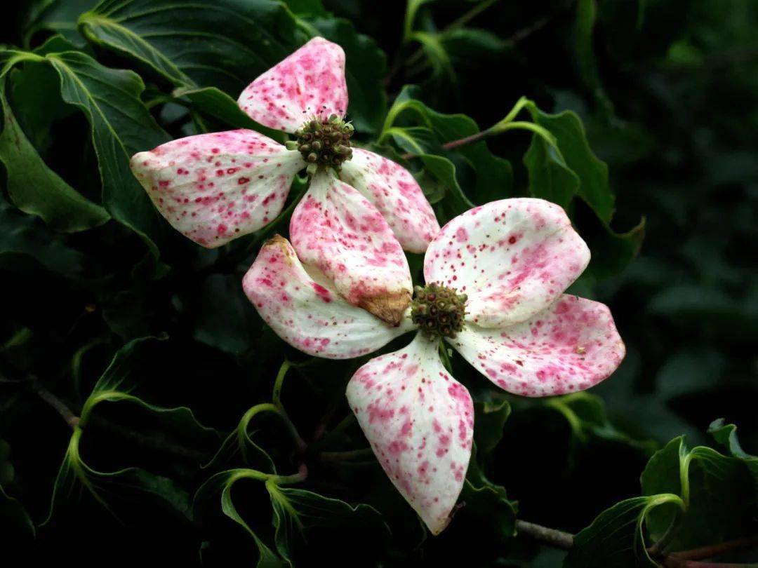 四照花生长速度(四照花生长速度快吗) 四照花生长速度(四照花生长速度快吗)