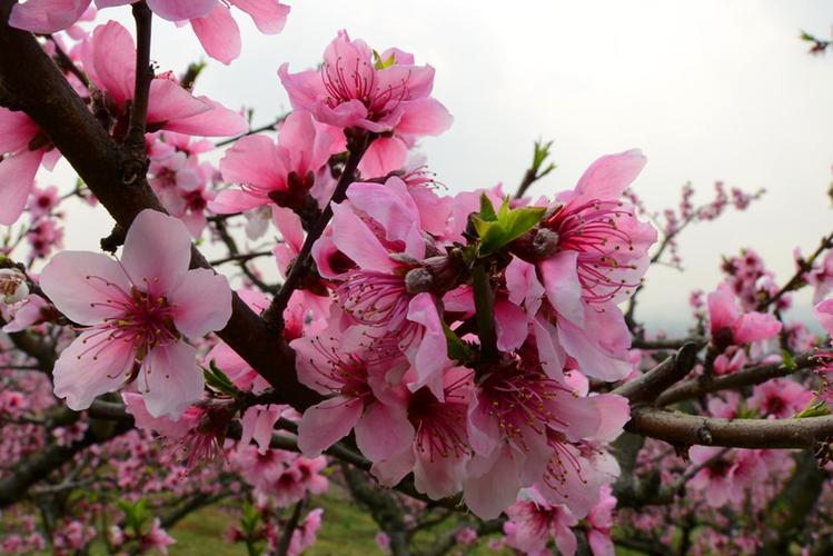 2020年桃花运测试免费(2020年桃花运最旺的是谁)