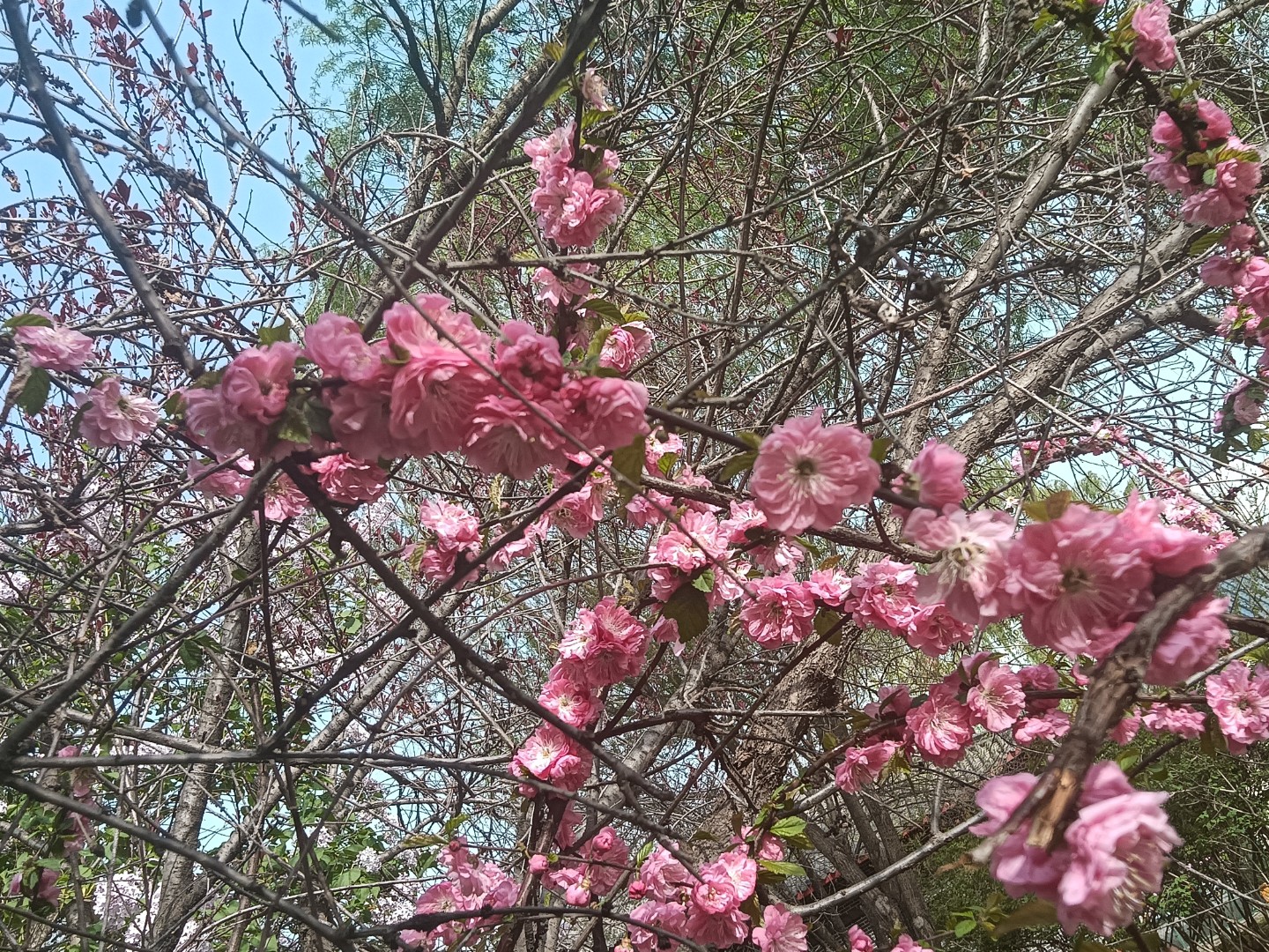 免费算命桃花朵数(八字算命桃花免费测试)