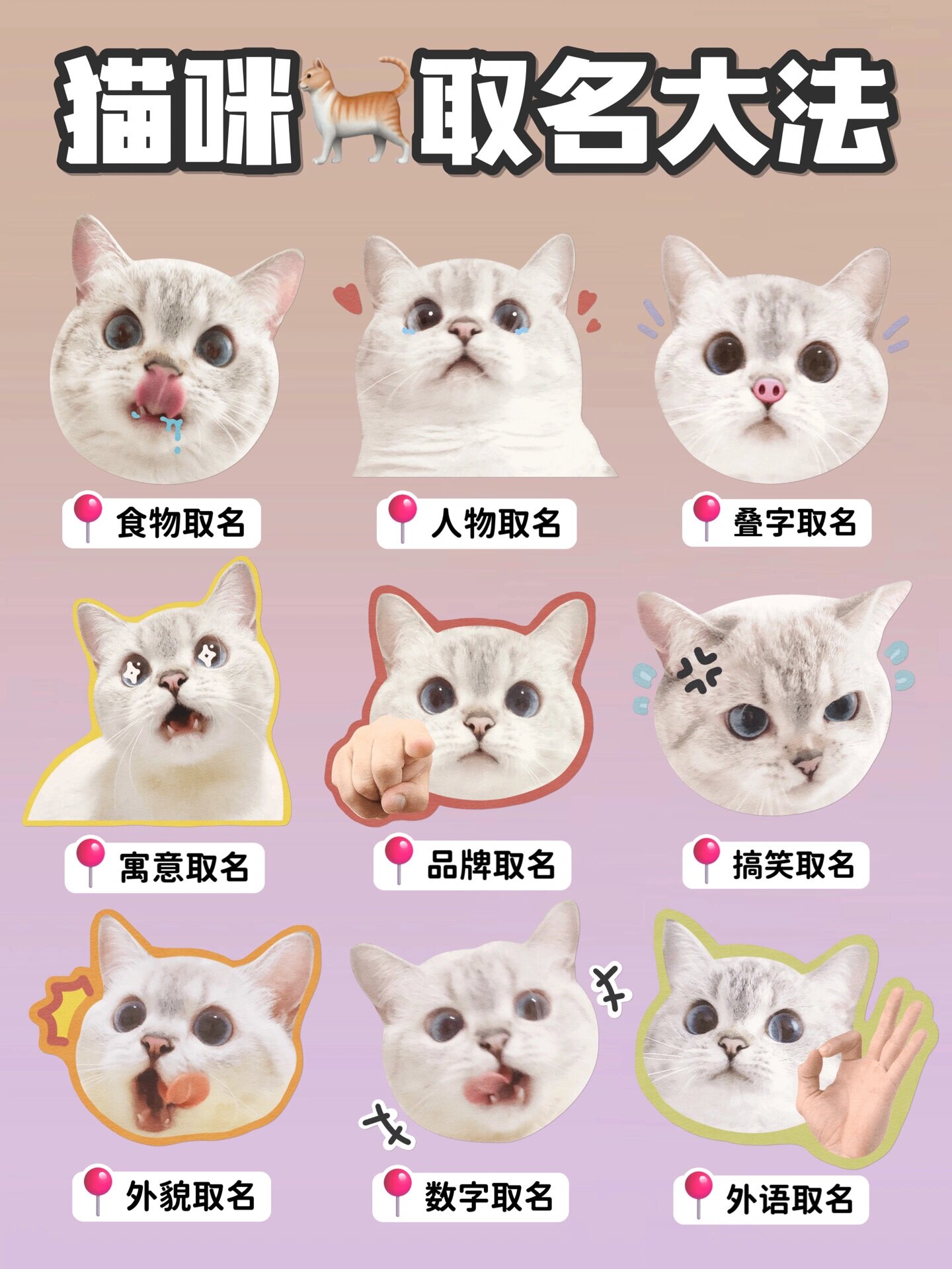 给小猫起名字(猫咪起名字旺主人) 给小猫起名字(猫咪起名字旺主人)