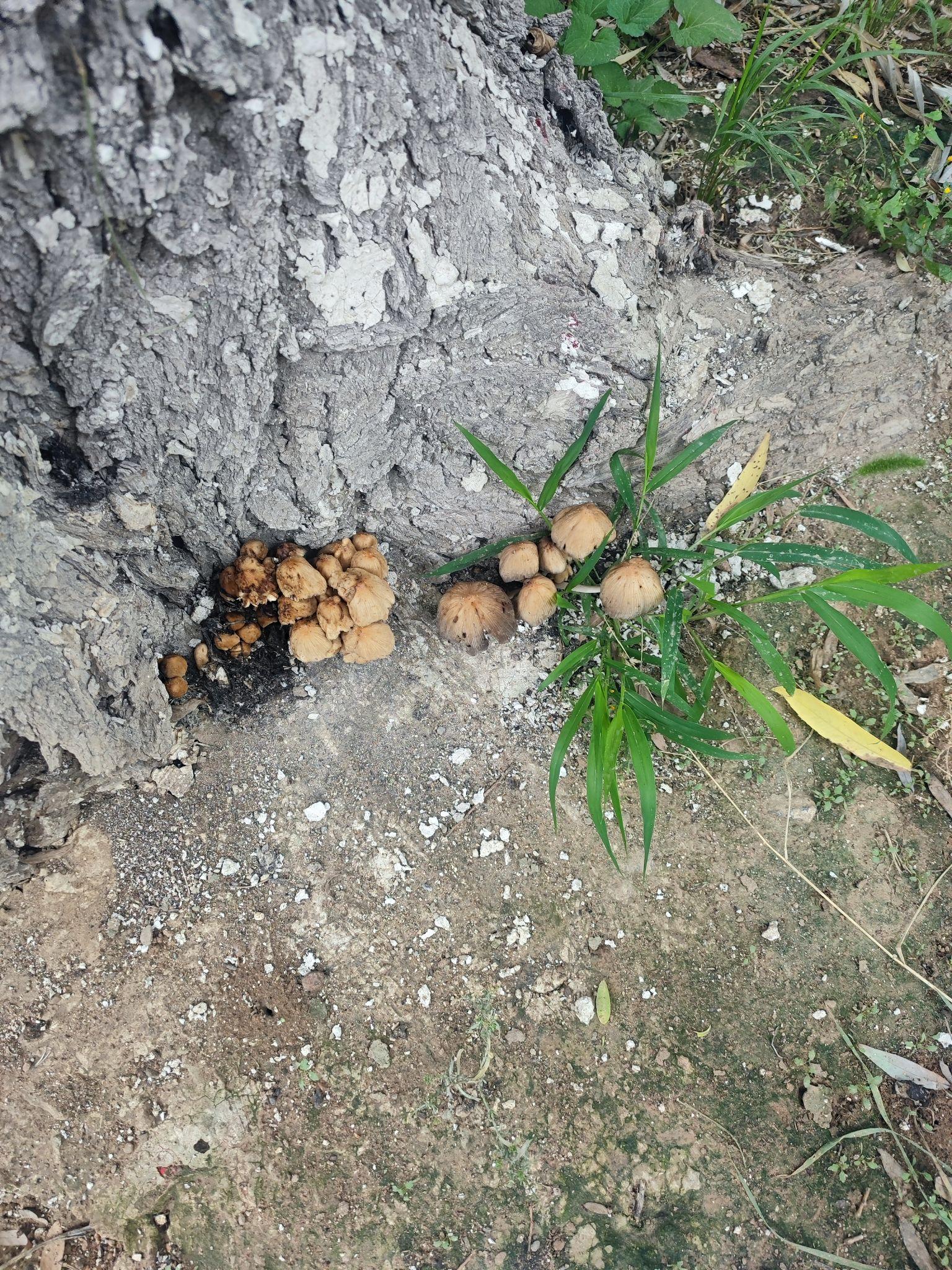 梦见拉屎吉凶(梦见拉屎吉凶预测)