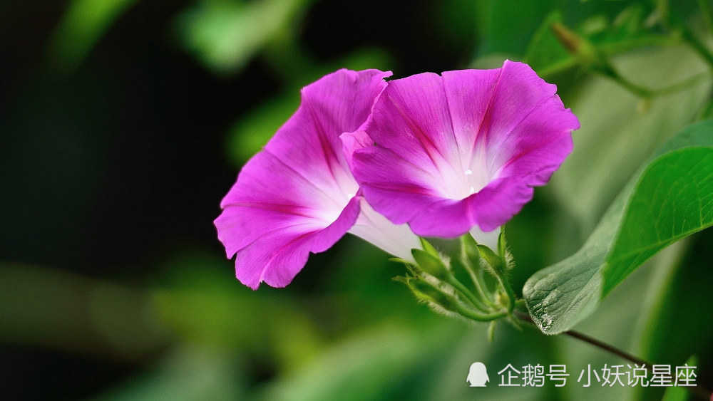 腾讯星座运势每月运势查询(腾讯星座2026运势查询入口) 腾讯星座运势每月运势查询(腾讯星座2026运势查询入口)