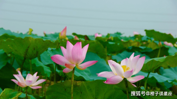 桃花运测试方法大全(八字查桃花免费查询)